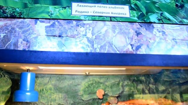 Супер террариум: ужасные пауки хамелеон игуаны королевский питон змеи черепахи   Минск.
