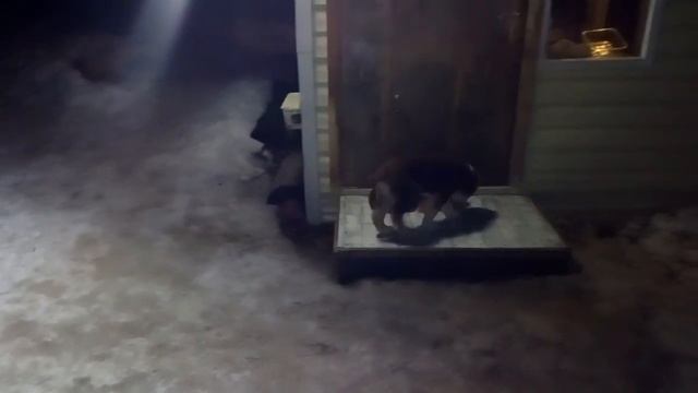 Щенки- город засыпает, мафия просыпается)) смотреть онлайн