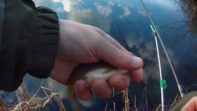 УВАГА! Нові Правила Рибальства. Основні оновлення та принципи... #риболовля #2023 @amur_fc смотреть онлайн