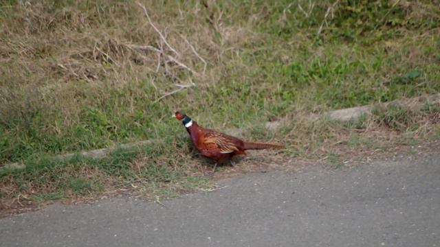 Фазан в Приморско, Pheasant in Primorsko смотреть онлайн