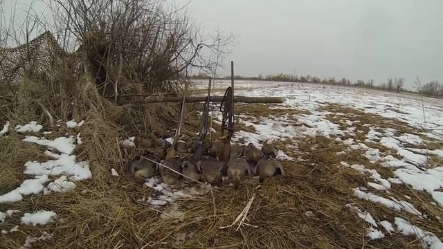 Охота на гусей, весенняя. Итог утра. Свои прилетели ;))) смотреть онлайн