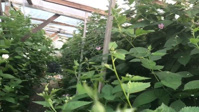 Ежевика Честер и Бжезина в одной теплице. 18.06.20 - одновременное цветение. смотреть онлайн