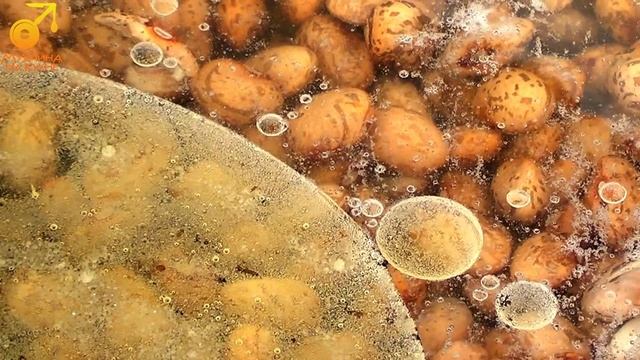 Мужчина на кухне: фасоль по-пьемонтски смотреть онлайн