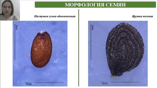 СРАВНИТЕЛЬНОЕ МОРФОЛОГО-АНАТОМИЧЕСКОЕ ИССЛЕДОВАНИЕ ПЛОДОВ И СЕМЯН ПАСТУШЬЕЙ СУМКИ И ЯРУТКИ ПОЛЕВОЙ