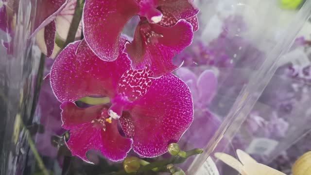 ОРХИДЕИ В МАГАЗИНЕ "РОСТОК"// 29.02.24// смотреть онлайн