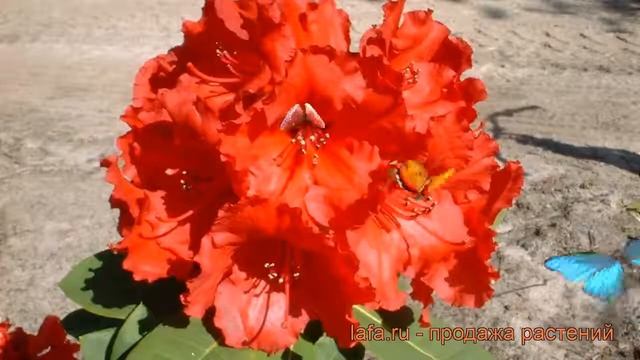Рододендрон гибридный Ред Джек (rhododendron) ? обзор: как сажать, саженцы рододендроны Ред Джек смотреть онлайн