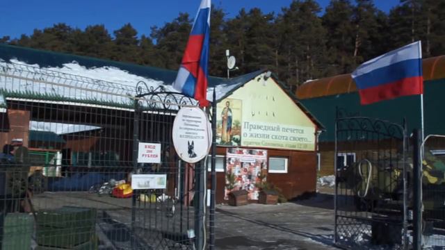 Отлов безнадзорных животных возобновлен в Иркутске смотреть онлайн