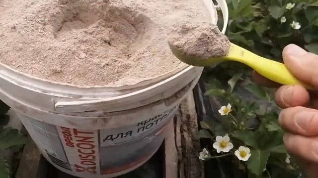 Удобрение клубники при цветение золой.