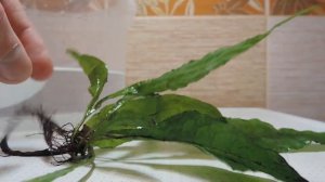 Новое растение Папоротник таиландский (Microsorum pteropus)