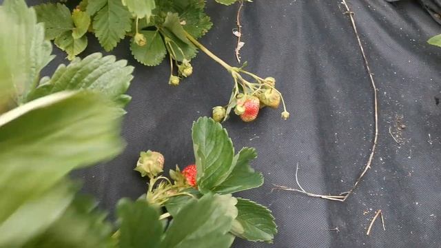 Русич. Земляника садовая. смотреть онлайн