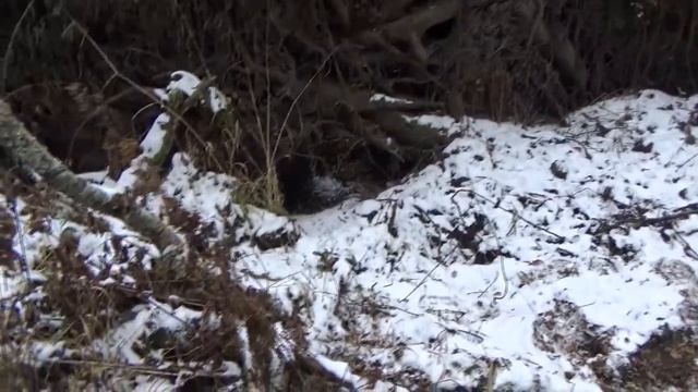 ЗОЛОТО ИЗ БОЛОТА!!! Зимняя разведка!!! смотреть онлайн