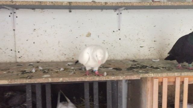 #Pigeon.Рыбий жир и витаминов для голубей. смотреть онлайн