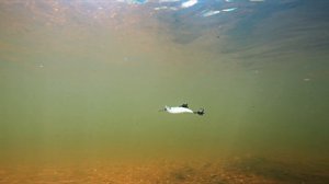 Кайт Зомбер РЕЛИГА на течении на отводном поводке