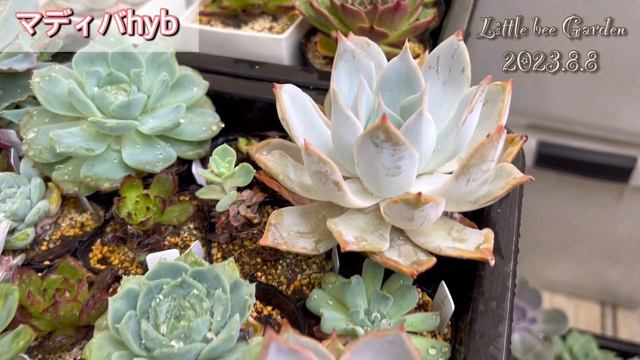 【多肉植物】雨に濡れたベランダ多肉❣️【ガーデニング】 смотреть онлайн