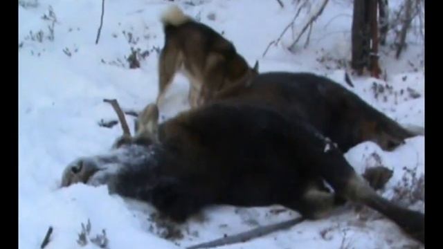 Охота с Лайкой в Якутии. 1 часть смотреть онлайн