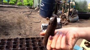 ПРОВЕРЕННЫЙ СПОСОБ ПОСАДКИ РУККОЛЫ