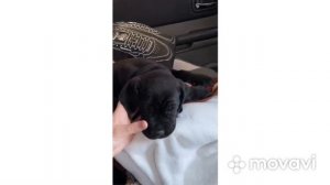 Купирование ушей и хвоста , кане-корсо .