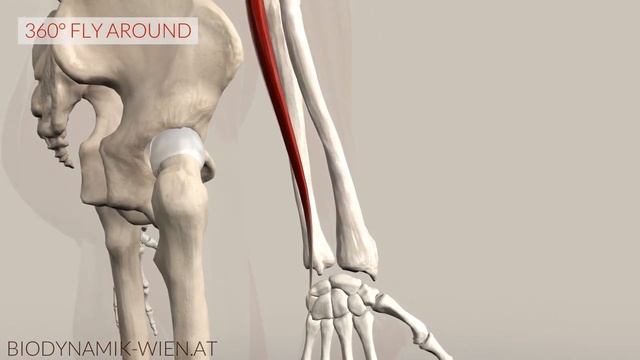 Extensor Carpi Ulnaris Musclepath (3D Animation) смотреть онлайн
