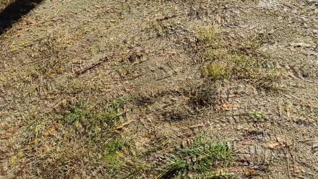 Мопс Беляш | Гоняет голубей | Играет с мячиком | Гуляет на речке | Curious pug смотреть онлайн