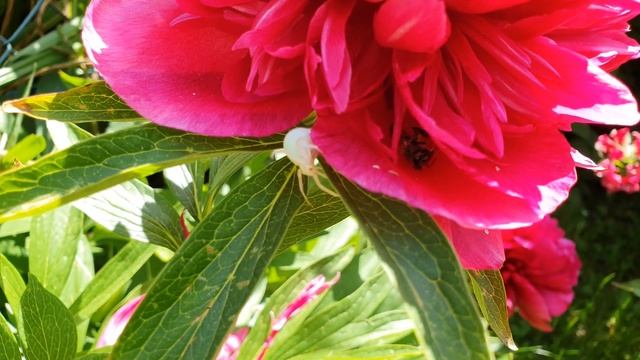 Цветочный паук. Цветочный паук на даче. Дачный участок. Самоизоляция. 4K 3840x2160 (60fps) видео смотреть онлайн