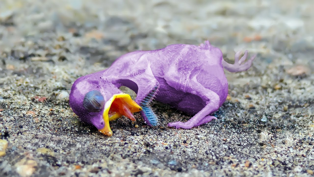 Она Нашла Странного Птенца У Себя В Саду, Вот Как Он Выглядел Через Год смотреть онлайн