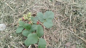 Сорт клубники Мара Де Буа июнь 2021 г // Ягодная Усадьба