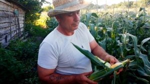 КАК ВЫБРАТЬ КУКУРУЗУ. Отличие сладкой от кормовой