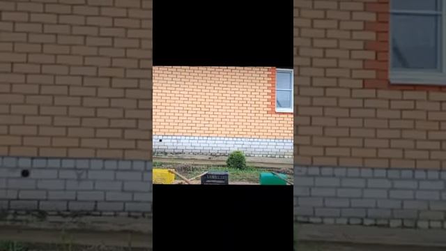 узнай лучше собак. немецкая овчарка всё о этой породе. смотреть онлайн