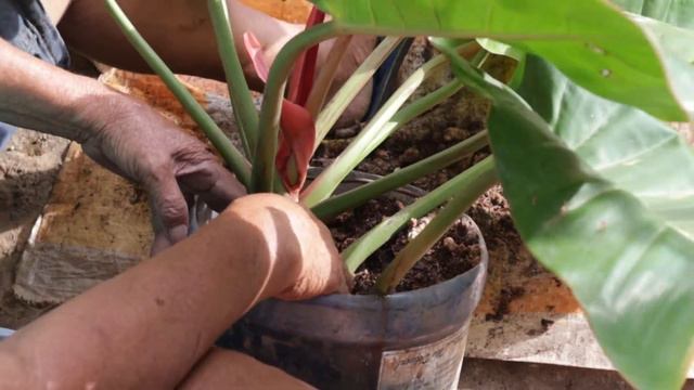 PROPAGATING TRICOLOR PHILODENDRON/BISAYA VLOG/ANNASOUL LIFE смотреть онлайн