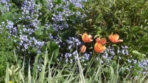 Божественное исцеление от приступов стенокардии  Настрои академика Сытина Г.Н.