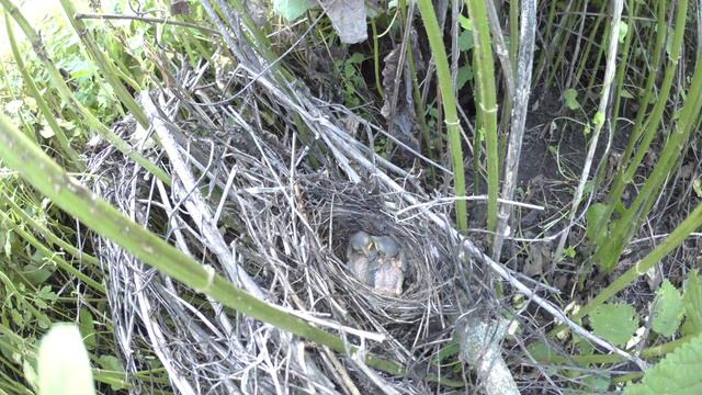 Жулан Pa160620 1 23 5 ♀ покормила и села, улетела с пауком от ♂