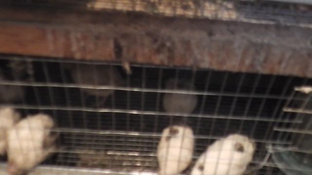 Разведение перепелов. 55 серия смотреть онлайн