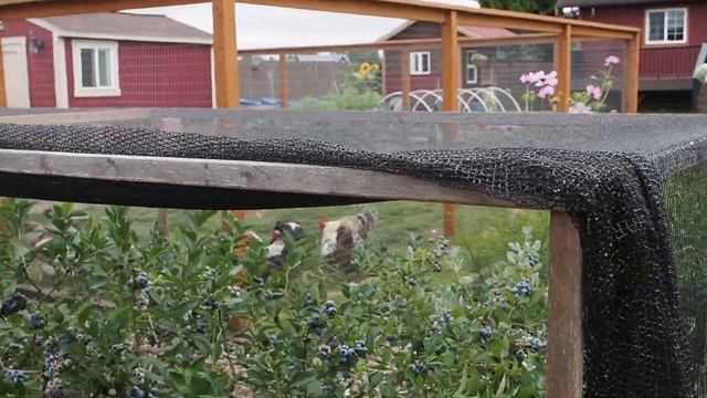 Most Productive Blueberry Varieties