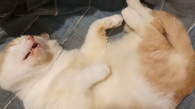 Кот храпит как взрослый мужик / Snoring cat does it like a man смотреть онлайн