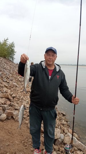 АНШЛАГ ЧЕХОНИ НА ВОЛГЕ!  СЕНТЯБРЬ. ЛОВИМ ЧЕХОНЬ НА ИНТЕРЕСНУЮ СНАСТЬ.