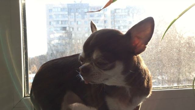 Чихуахуа Фондю и первый день весны смотреть онлайн