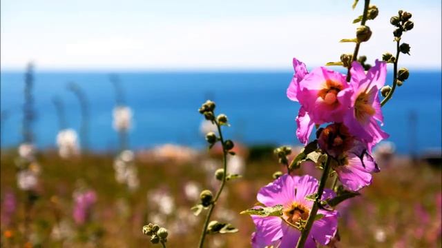 Armik - Rubia смотреть онлайн