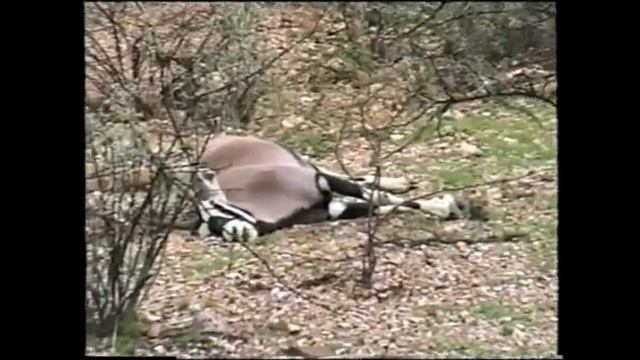 Vvs1510 Африка ОХОТА Намибия  Владимир Симаков