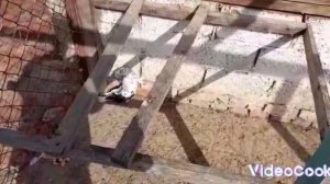 Продаются голуби Якобины и Павлины