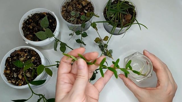 Хойя линеарис, лакуноза эскимо, лакуноза эскимо сильвер, куртисии, энглериана Размножение черенков смотреть онлайн