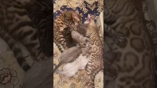 снежные и золотые леопардики смотреть онлайн