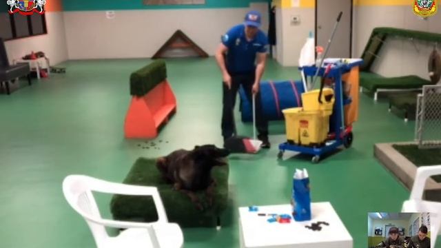 Семинар. Дрессировка собак.Правила проведения семинаров смотреть онлайн