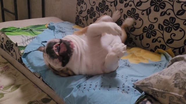 Любимый мой медведь, Бушик❤️ смотреть онлайн