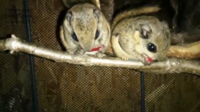 БЕЛКИ ЛЕТЯГИ В ПРИМОРСКОМ САФАРИ-ПАРКЕ ПОДРАСТАЮТ смотреть онлайн