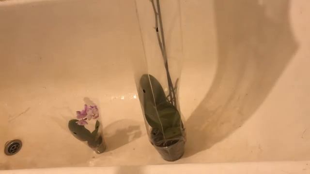 ВАЖНО!! Обработка орхидей после покупки в магазине. Что делать в первую очередь??? смотреть онлайн