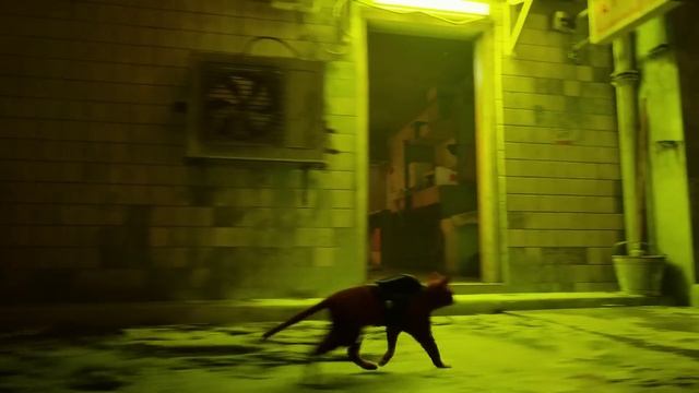 Полное прохождение Stray на русском (Без комментариев, русские субтитры, игрофильм)
