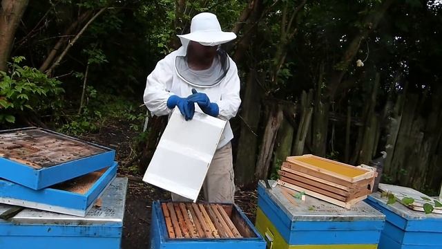 Как за один раз избежать роения пчёл на пасеке. 100% противороевой метод смотреть онлайн