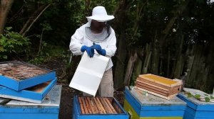 Как за один раз избежать роения пчёл на пасеке. 100% противороевой метод