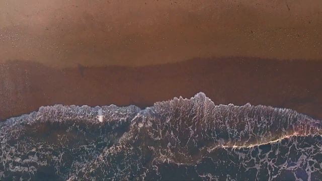 AERIN Hibiscus Palm смотреть онлайн