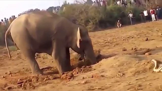 Слониха 11 часов рыла яму в земле. Вы будете потрясены, когда узнаете всю правду о ситуации смотреть онлайн